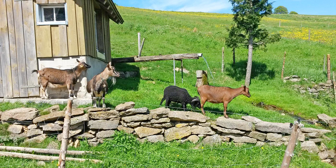 Itzenwaldhof Ferien Auf Dem Bauernhof In Munstertal Schwarzwald